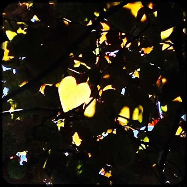 Maya Ward - Facilitator